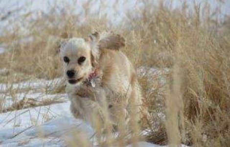 Studiu: Cainii sunt capabili de gelozie