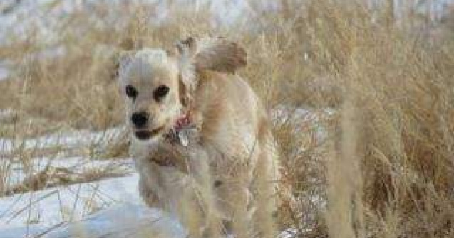 Studiu: Cainii sunt capabili de gelozie