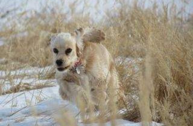 Studiu: Cainii sunt capabili de gelozie