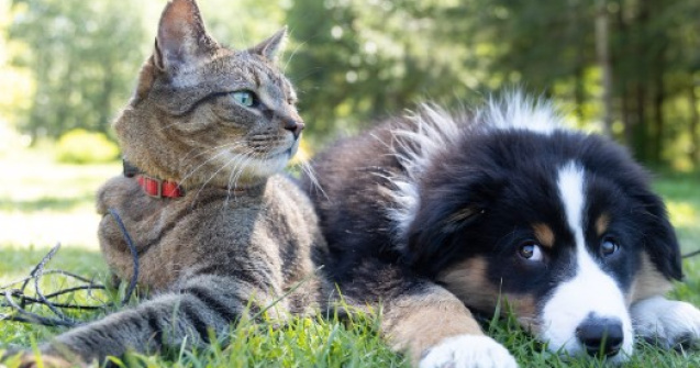 Opt urgențe veterinare frecvente în cazul câinilor și al pisicilor