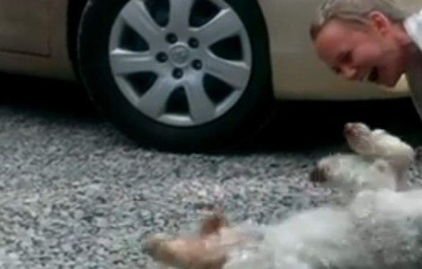 VIDEO INDUIOSATOR Un catel lesina de emotie cand isi vede stapana