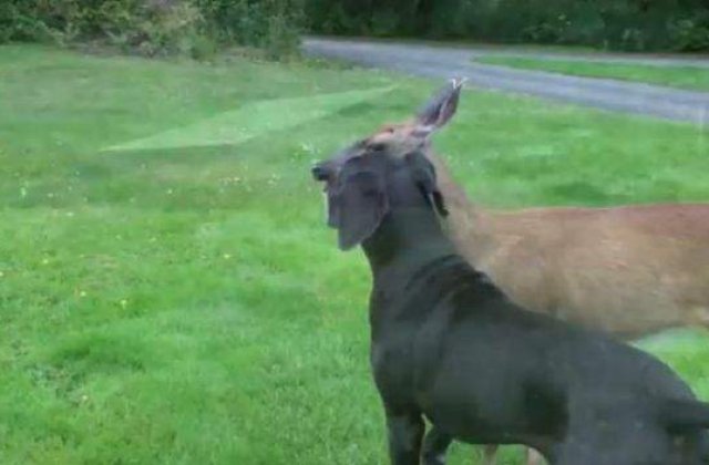[VIDEO] AMUZANT Cea mai ciudata prietenie dintre doua animale