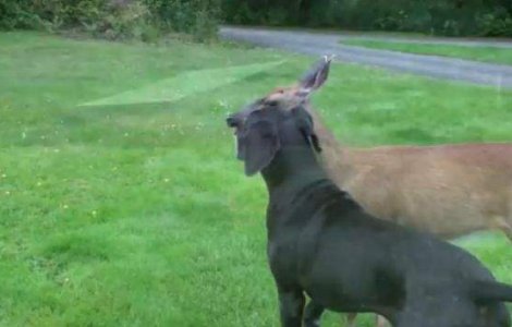  Video  AMUZANT Cea mai ciudata prietenie dintre doua animale