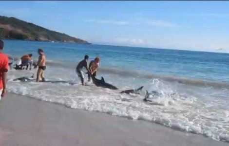  Video  Mai multi turisti salveaza eroic niste delfini esuati