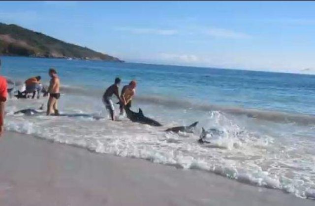 [VIDEO] IMPRESIONANT! Mai multi turisti salveaza eroic niste delfini esuati pe o plaja