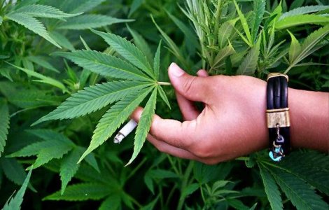 S-a lansat o aplicatie online pentru livrarea de CANABIS la domiciliu