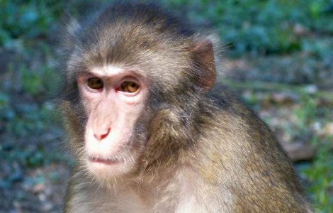 India: Se recruteaza tineri care sa imite maimutele pentru a pazi de macaci cladirile oficiale