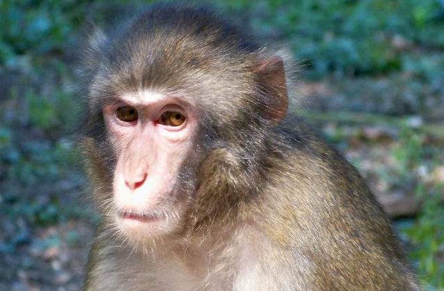 India: Se recruteaza tineri care sa imite maimutele pentru a pazi de macaci cladirile oficiale