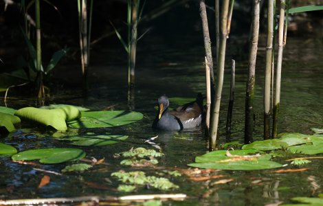 Delta Dunării, mai scumpă de la anul. Turiștii ar putea plăti de 6 ori mai mult pentru a o vizita