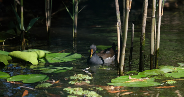 Delta Dunării, mai scumpă de la anul. Turiștii ar putea plăti de 6 ori mai mult pentru a o vizita