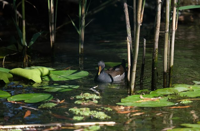 Delta Dunării, mai scumpă de la anul. Turiștii ar putea plăti de 6 ori mai mult pentru a o vizita