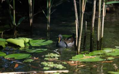 Delta Dunării, mai scumpă de...