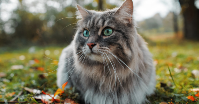 Pisicile din București fără stăpân vor fi sterilizate gratuit