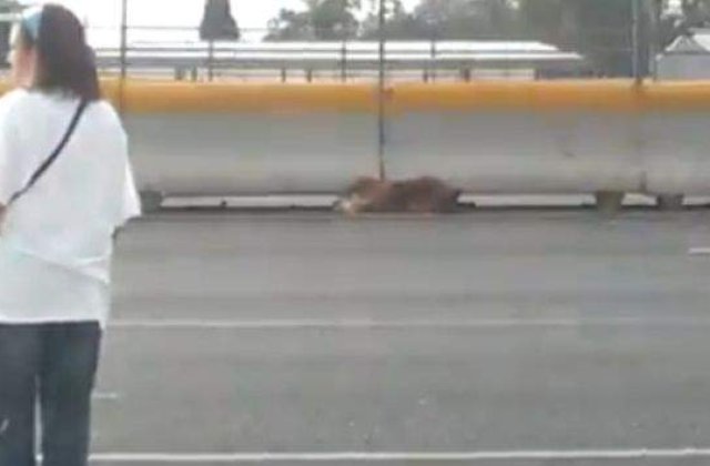 [VIDEO] IMAGINI HALUCINANTE! Gestul nobil pe care l-a facut o femeie din Mexic