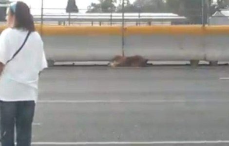  Video  IMAGINI HALUCINANTE! Gestul nobil pe care l-a facut o femeie din Mexic