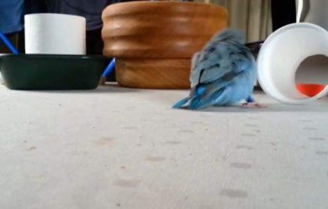  Video  El este cel mai amuzant papagal din lume!