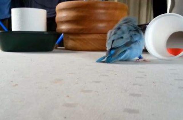 [VIDEO] El este cel mai amuzant papagal din lume!