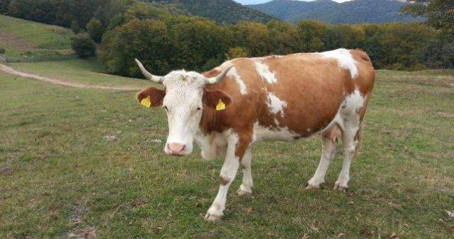 Arabia Saudita a INTERZIS importul de bovine din Romania