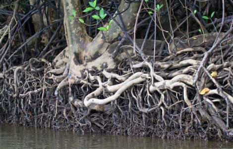  Top   Foto  Natura si operele ei de arta! Cum arata cei mai bizari copaci