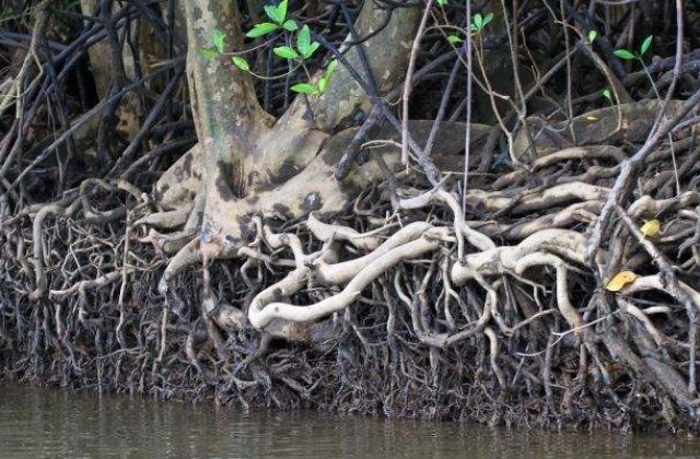 [FOTO] Natura si operele ei de arta! Cum arata cei mai bizari copaci din lume!