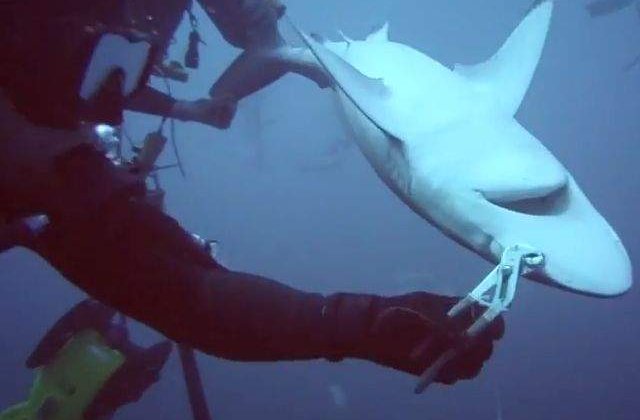 [VIDEO] Inconstienta sau curaj? Cum a salvat un barbat viata unui rechin!