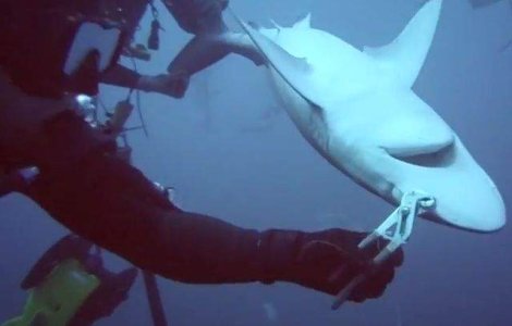  Video  Cum a salvat un barbat viata unui rechin