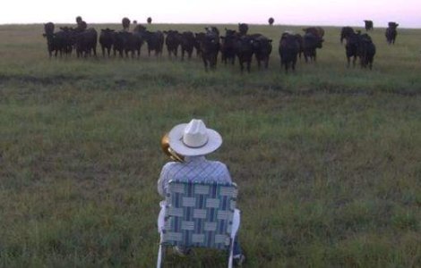  Video  Un fermier si-a educat vacile cu muzica!