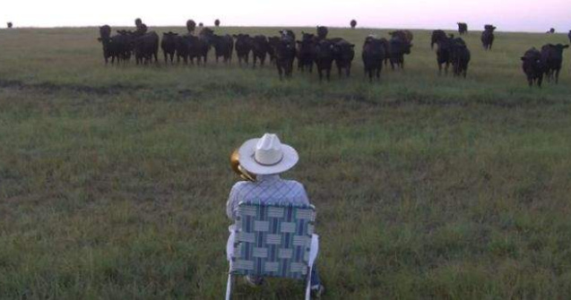  Video  Un fermier si-a educat vacile cu muzica!