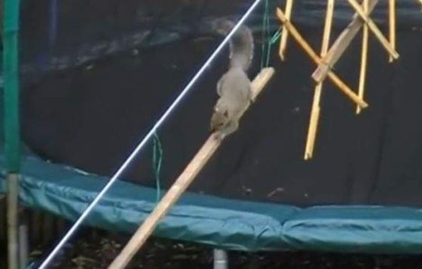  Video  Cel mai IMPRESIONANT loc de joaca creat vreodata pentru un animal