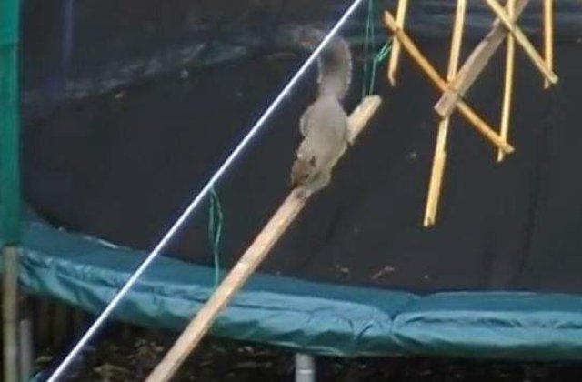 [VIDEO] Cel mai IMPRESIONANT loc de joaca creat vreodata pentru un animal