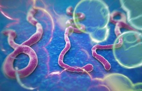 AVERTISMENT OMS! Virusul ucigas, pe cale sa devina URGENTA DE SANATATE