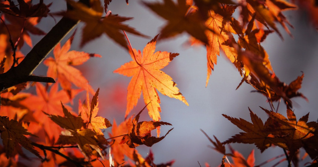 Prognoza meteo ANM pentru miercuri, 2 noiembrie. 26 de grade la București