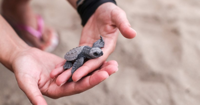 Ziua Mondială a Veganismului