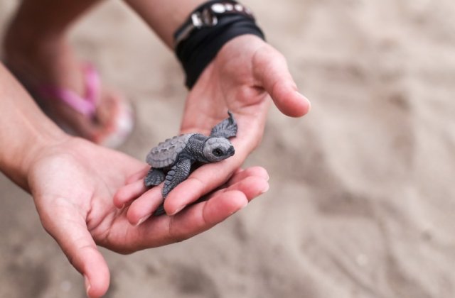 Ziua Mondială a Veganismului