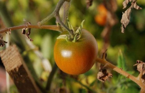  Top  Tot ce NU STIAI despre unul dintre cele mai indragite alimente din lume