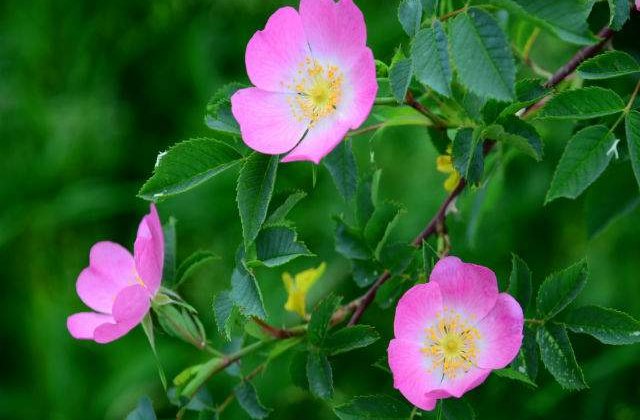 Prognoza meteo: Starea vremii in urmatoarele doua saptamani