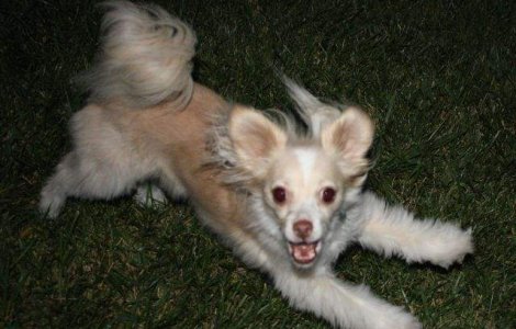  Top   Foto  TOP zece cele mai BIZARE rase de caini din lume!