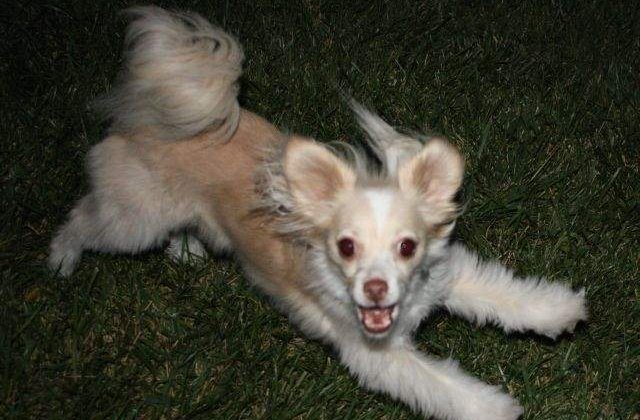 [FOTO] TOP zece cele mai BIZARE rase de caini din lume!