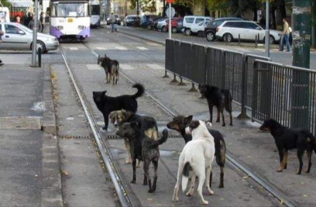 Ingrijitor care maltrata caini, amendat cu 3.000 de lei