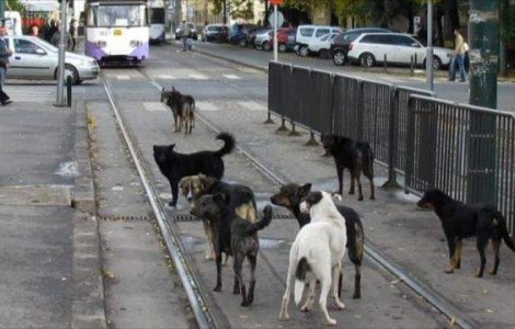 Ingrijitor care maltrata caini, amendat cu 3.000 de lei