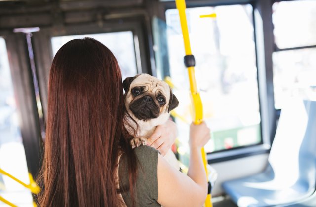 Proiect de lege pentru accesul animalelor de companie &icirc;n transportul &icirc;n comun și &icirc;n instituții publice