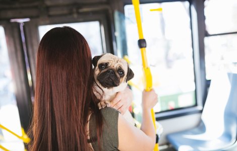 Proiect de lege pentru accesul animalelor de companie în transportul în comun