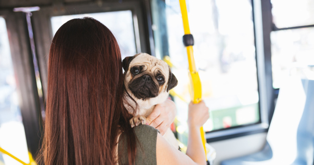 Proiect de lege pentru accesul animalelor de companie în transportul în comun