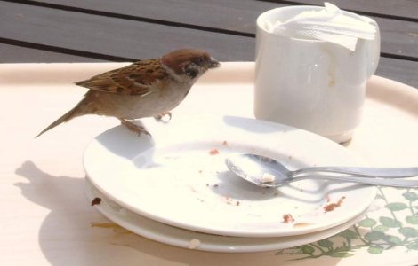  Top  Cele mai CIUDATE metode de slabire