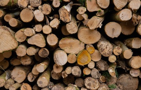 Ordonanța care plafonează prețul lemnelor de foc, adoptată tacit de Senat. Urmează să ajungă la Camera Deputaților