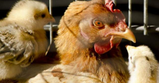 Israelul nu va mai exporta catre UE carne de pasare din colonii