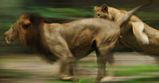  Top   Foto  TOP 10 cele mai RAPIDE animale terestre de pe planeta