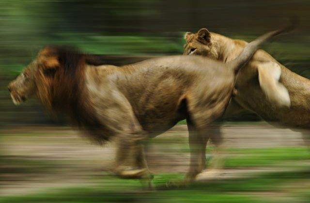 [FOTO] TOP 10 cele mai RAPIDE animale terestre de pe planeta