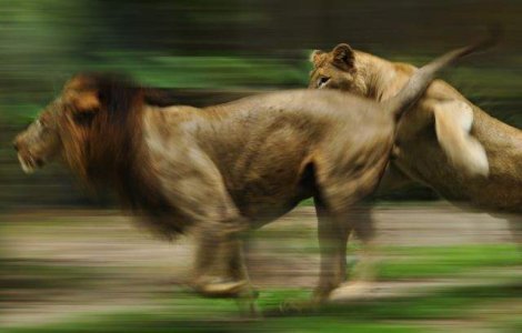  Top   Foto  TOP 10 cele mai RAPIDE animale terestre de pe planeta