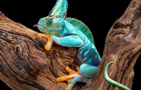  Top   Foto  TOP 10 cele mai BIZARE animale de care nu ai auzit niciodata